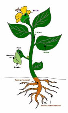 El Mundo de las Plantas