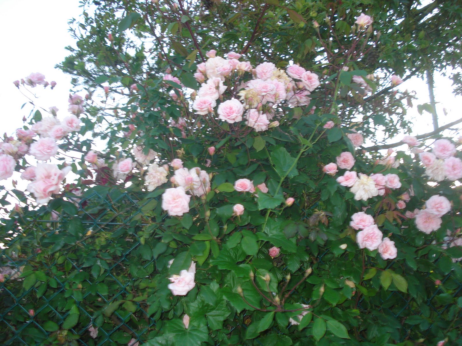 [20090422_34.JPG]