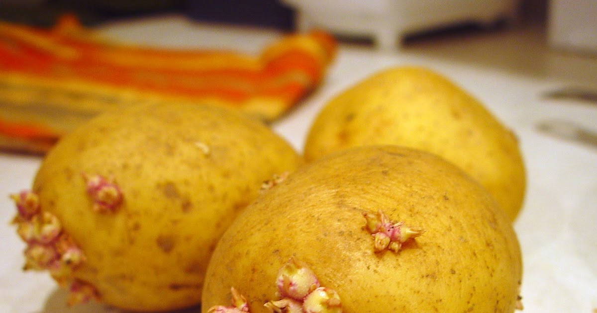 Silent moments... Sprouting potatoes? Can you eat them?