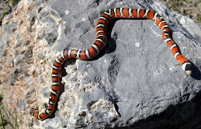 snake adventures