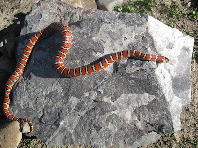 snake adventures