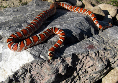 snake adventures