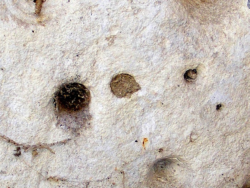 Bee Holes