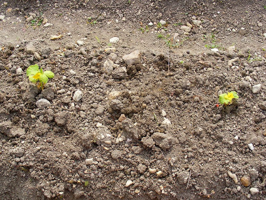 Lebanese Cucumber Plant