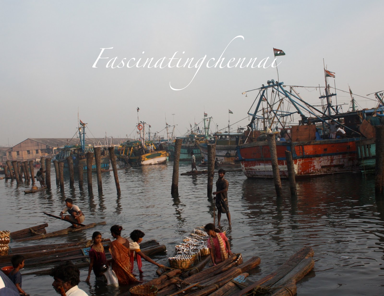 Fascinating Chennai Royapuram Fishing Harbour