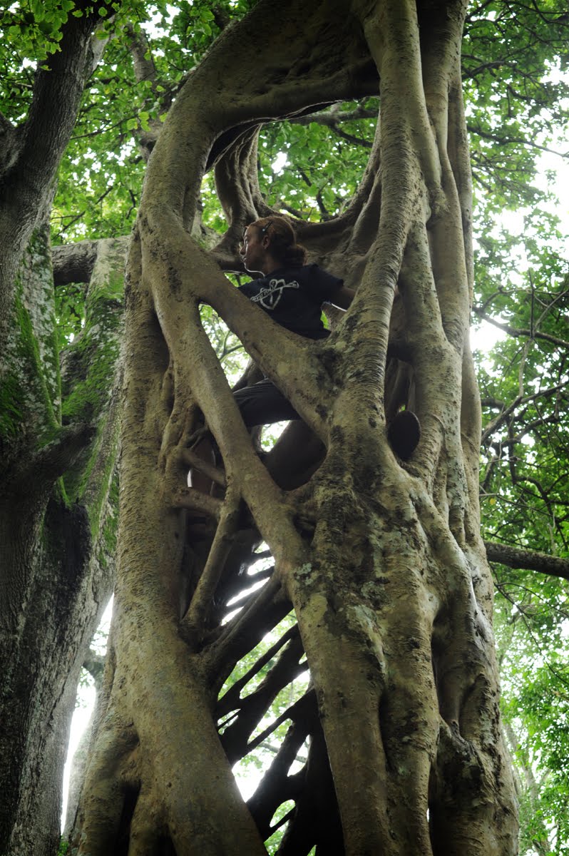 Kola Nut Tree
