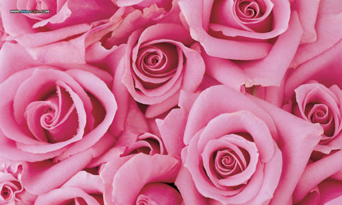 flowers roses background. free desktop wallpaper pink