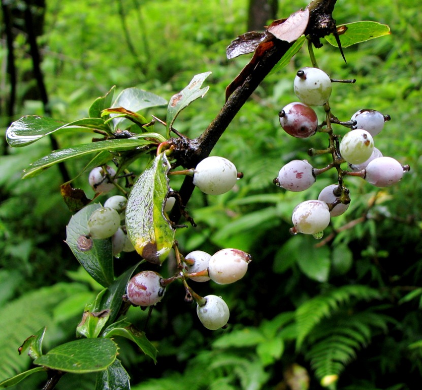 Kotli Sattian Berberis Aristata Himalayan Berberry Sumbal