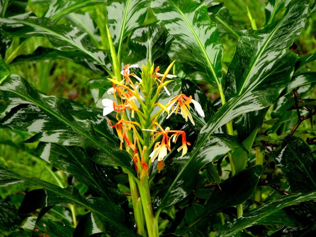 Hedychium spicatum Plant Taxonomy of Indian Trees