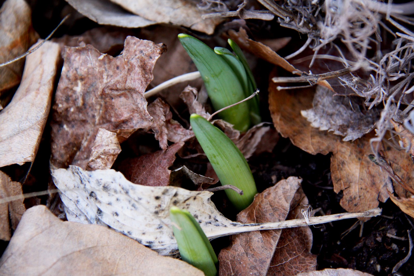 [Spring+Sprouts.JPG]