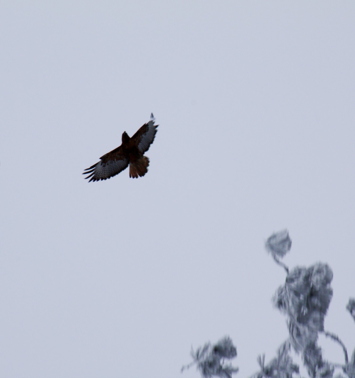 [Hawk+Soaring.JPG]