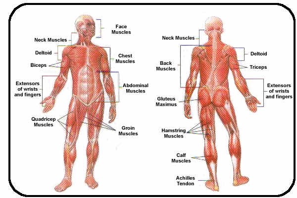 iscience: iscientific; muscular diagram iscience: iscientific; muscular diagram, Muscles