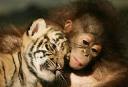 Un tigre y un oranguntán