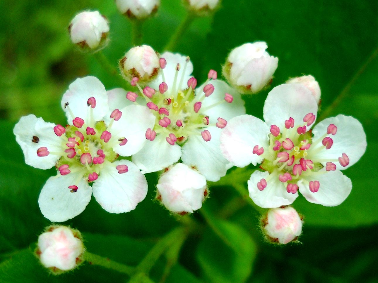 My Nature Photography Hawthorn Flowers