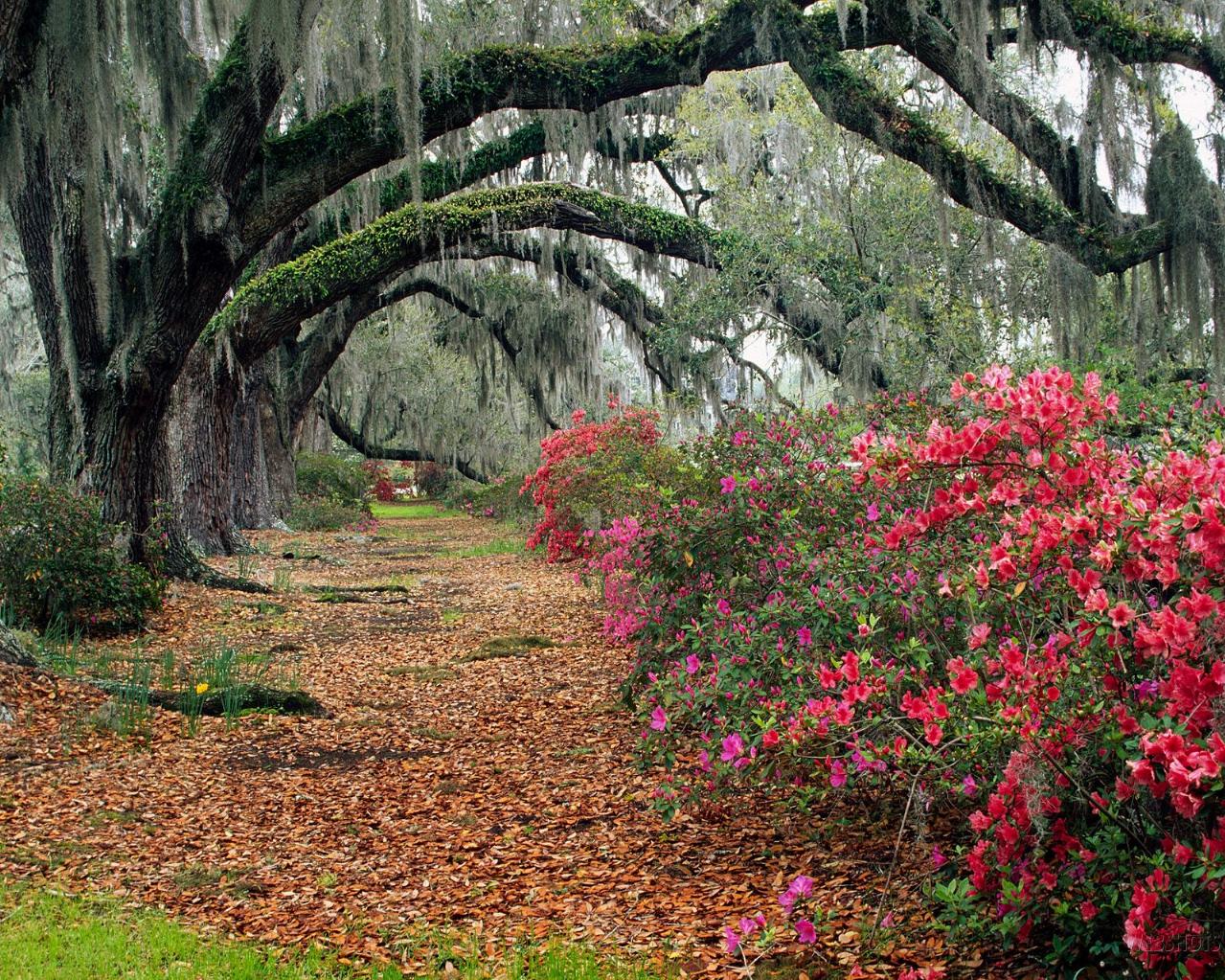 attractive photo of nature attractive photo of nature