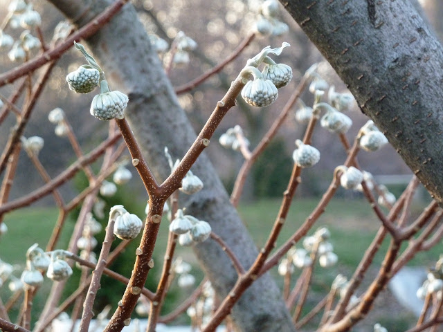 Edgworthia chrysantha, Paperbush, winter buds