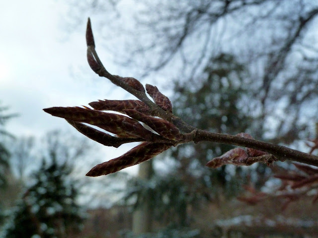 Winter buds of Carpinus betulus at Brooklyn Botanic