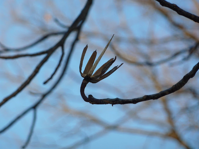 Tulip Tree samaras left on tree in winter, Prospect Park, Brooklyn