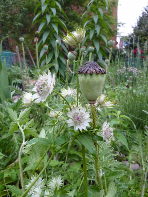 Astrantia major and poppy seedhead, 615 Green, Brooklyn NY