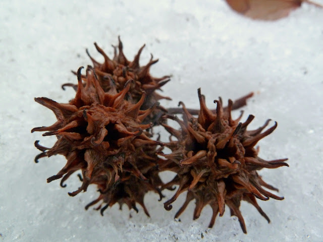 Spiky fruit of Sweetgum in snow, Prospect Park, Brooklyn