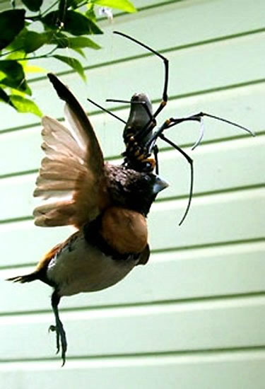 [73+Bird-Eating+Spider.jpg]