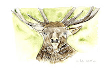 Le Cerf