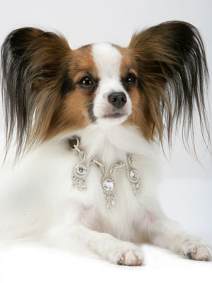 World S Most Expensive Dog Collar World S Most Expensive Dog Collar