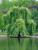 willow tree - For the Love of Trees....