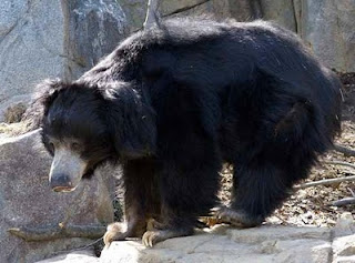 sloth bear Hewan Pemakan Manusia Terkenal Sepanjang Sejarah