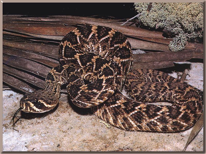 Eastern Diamondback Rattlesnakes are native to 