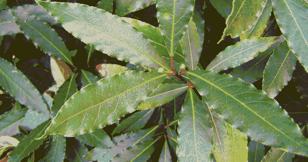 Les Jardins du Laveu La légende du Laurier
