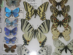 Alcuni Licenidi e Papilionidi