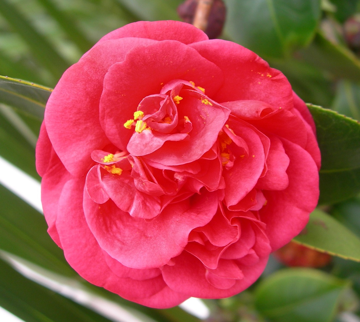 [Camelia.JPG]