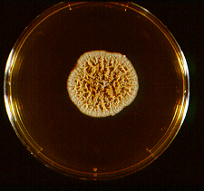 Que es posible cura de hongos la infección de las uñas