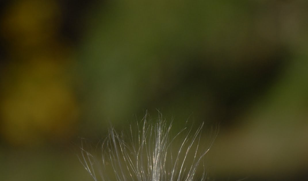 Pursuit Hunting Watching the Wind