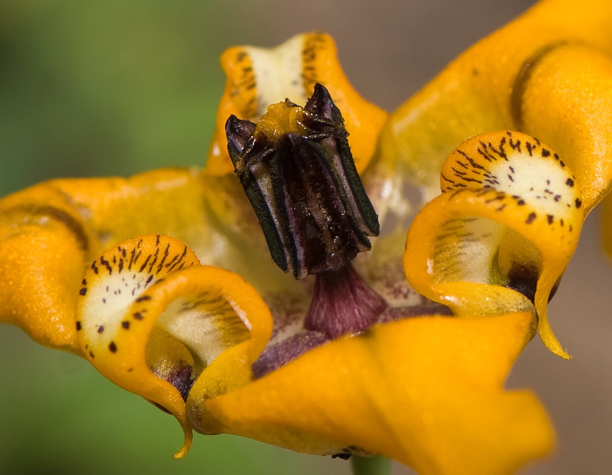 Confira belas imagens de flores de jardim RIC Rural RIC - Imagens De Flores No Jardim