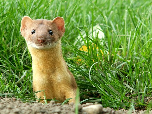 Weasel The Book