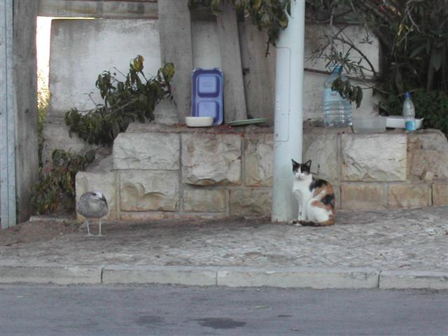 [DSCN4078+(Small).JPG]