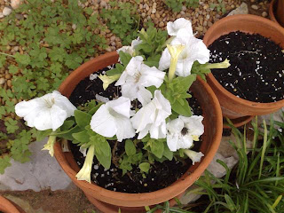 petúnias (Petunia)