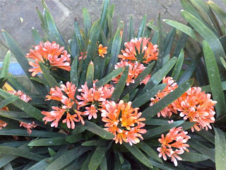 clivia