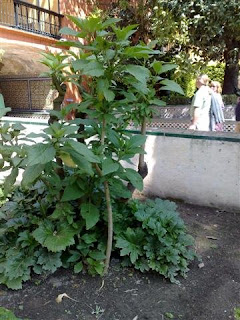 datura + acanto