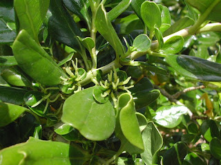 taupata