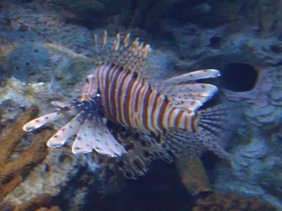 peixe-leão