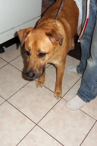 acl injury in dogs acl injuries in dogs xena s story dawg business it s your s health acl injury in dogs acl injuries in dogs xena s story dawg business it s your s health