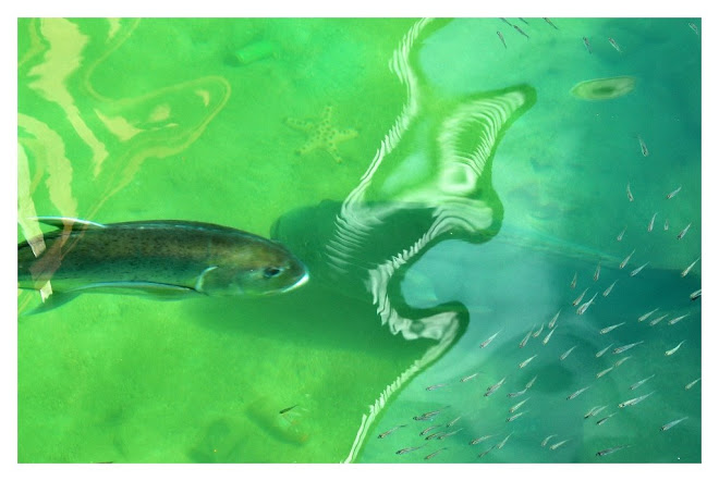 ikan oh ikan II