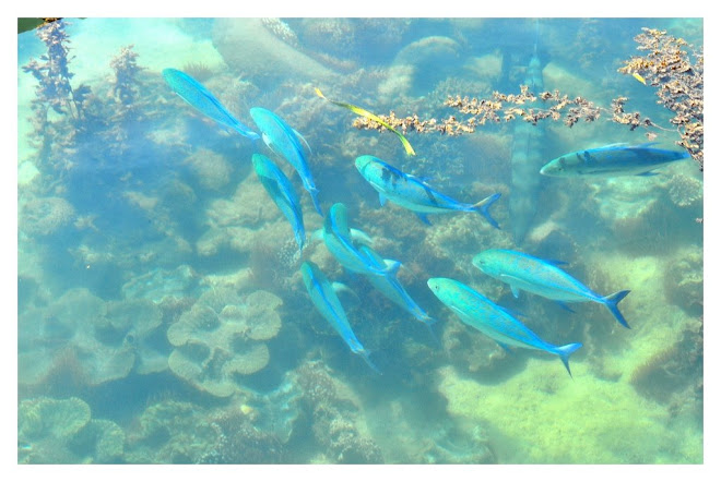 ikan saindataunamanya