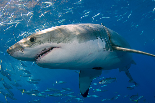 White Shark White Shark