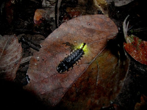 Glow Insect2