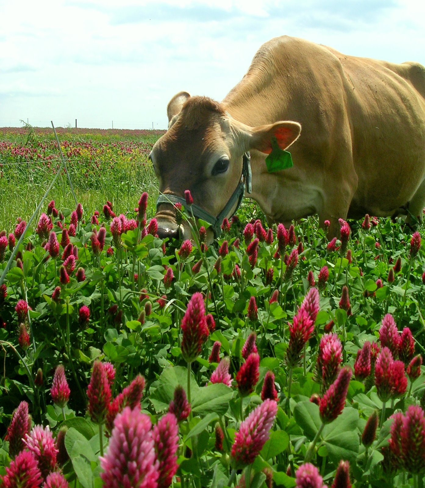 Milk and Honey Farm Crimson Clover Food for bees, cows, and garden