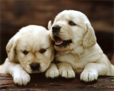 hot funny-puppies-pictures Funny Images Of Puppies. hot funny-puppies-pictures